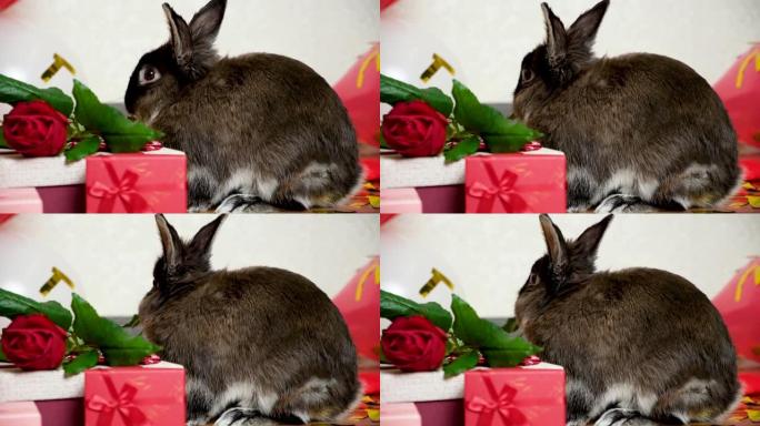 一只兔子在情人节吃玫瑰叶。宠物和假期。