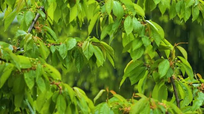 植物的绿叶因水滴而挥舞。大雨时，慢动作雨滴从树木的绿叶上滴落。雨天和雨水在大自然中下降。