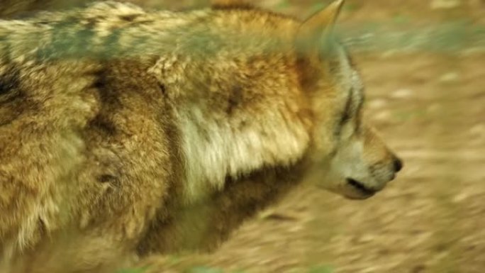 4k动物园里一只狼在笼子周围的特写镜头