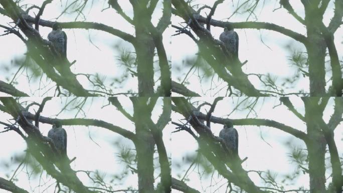 猎鹰坐在树上的特写镜头