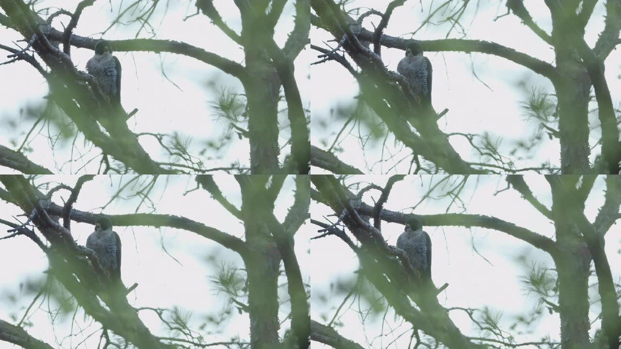 猎鹰坐在树上的特写镜头