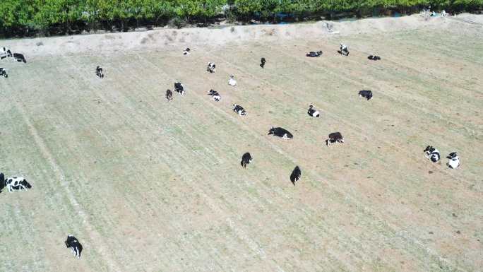 牛场 稻田田地 枯草黄草秋色秋景树叶变黄