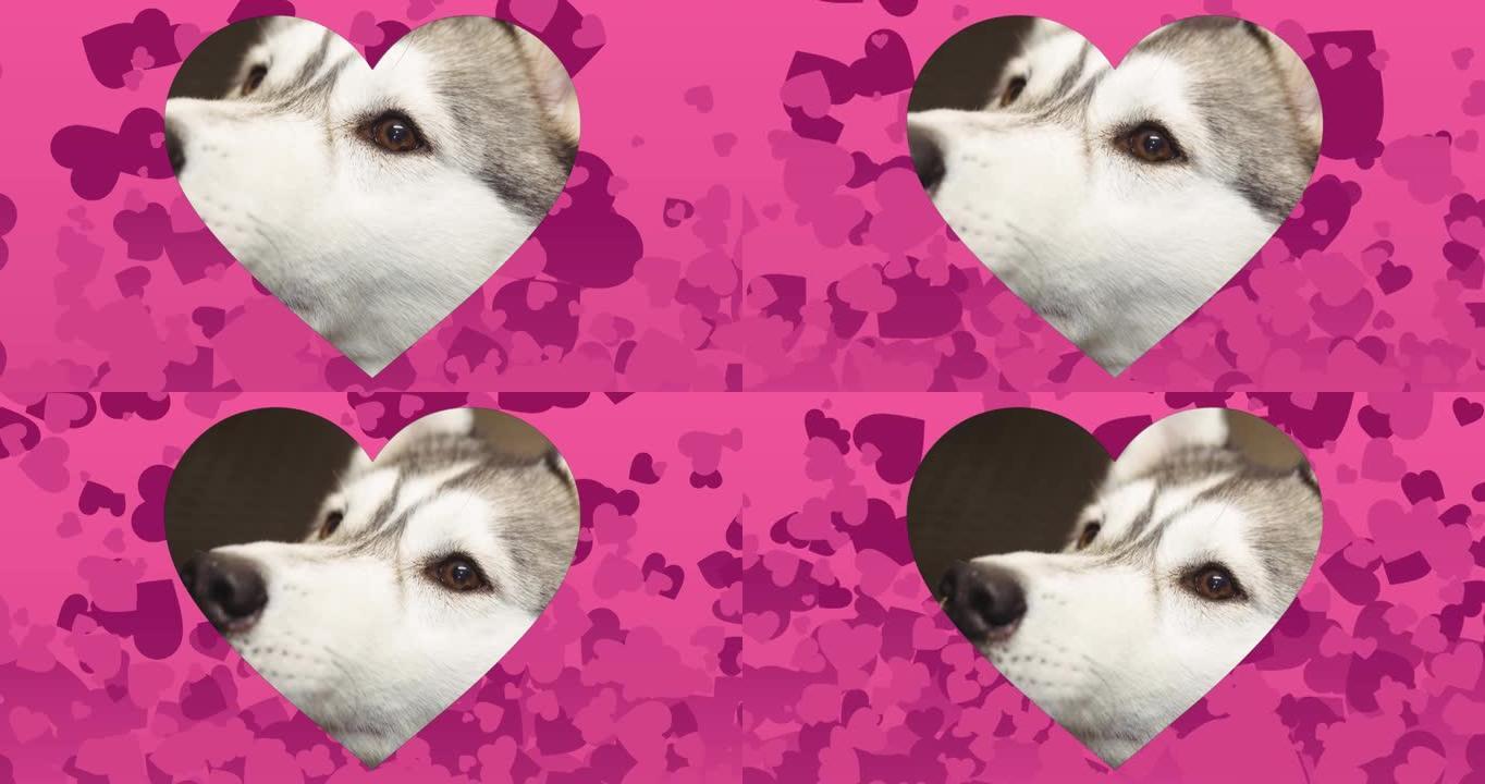 心形切口在粉红色背景下漂浮的狗对着心脏图标的特写镜头