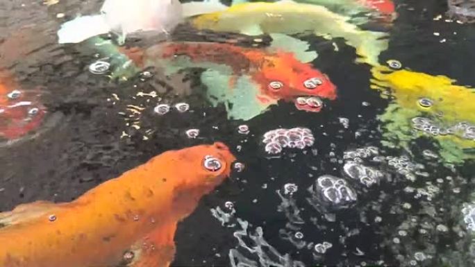 五颜六色的锦鲤鱼在池塘里游泳