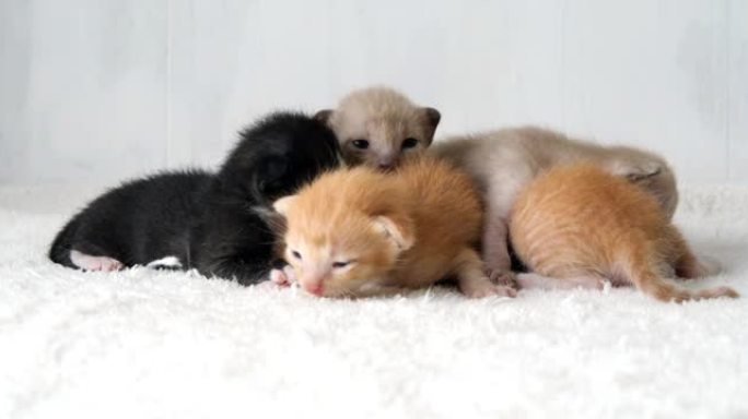 可爱的小猫走路睡觉，小动物猫宠物在毯子上很可爱。