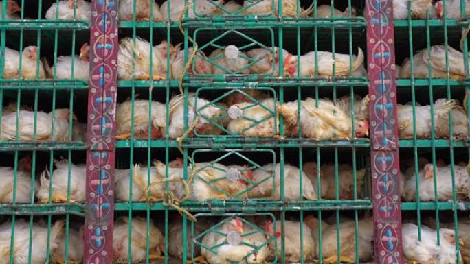 在巴基斯坦的一辆皮卡车上，鸡在狭窄的笼子里运输。