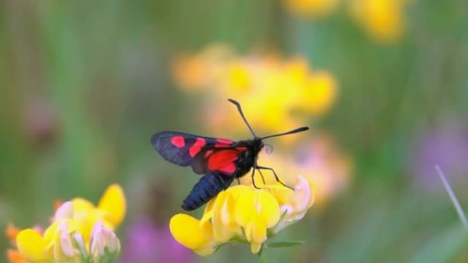 蝴蝶。美丽的红色斑点。