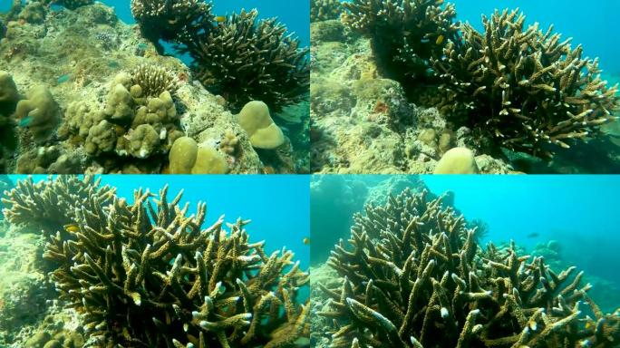 热带气候岛的水下清水珊瑚礁和鱼群