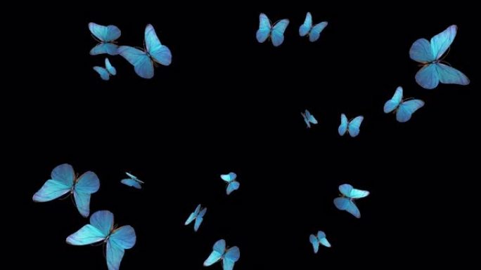 透明 (alpha) 背景的一组蓝色蝴蝶