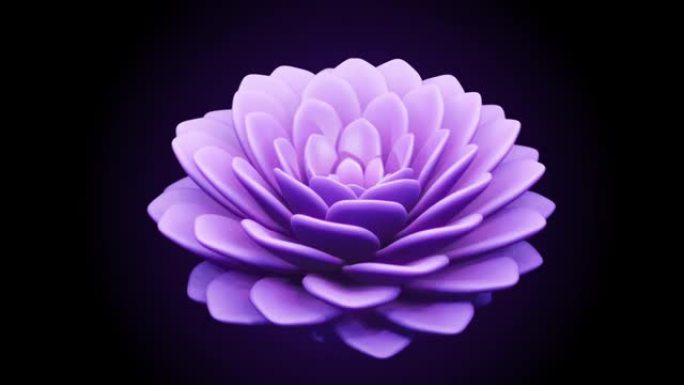 3D动画无限绽放的紫色莲花孤立在黑暗背景-无缝循环