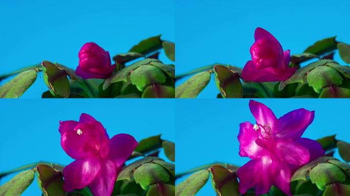 蓝色背景下的圣诞仙人掌花盛开的延时视频。斯伦贝格拉·特伦卡塔花生长。