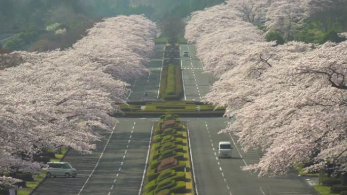 樱桃树和道路。樱花拱门