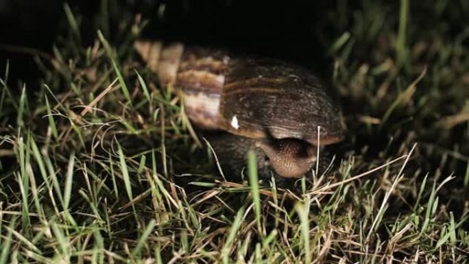 草丛中的大蜗牛宏观