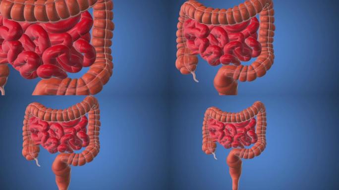 人体内脏与肠医学背景