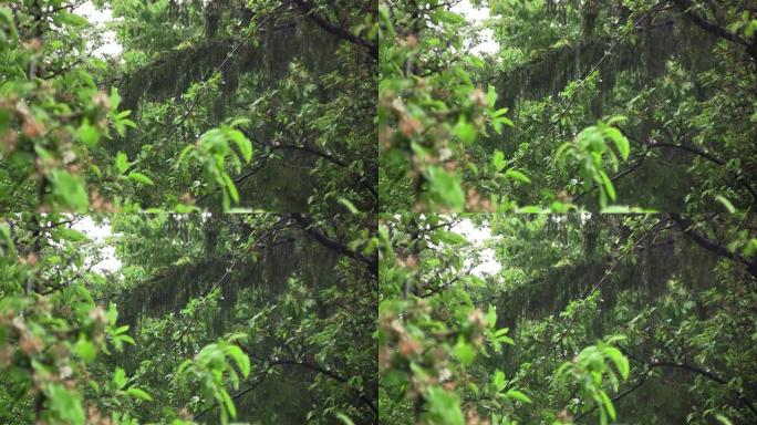 花园里有春天的大雨。雨湿了树叶湿的绿色植物。你听到雨声落在花园里9