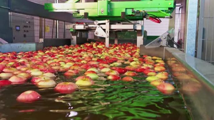 工业机器，用于在充满水的水池中倒空苹果的箱子。农业机械