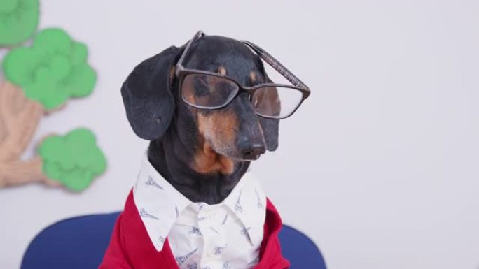 狗眼镜优雅的衣服严格教授密切监视学科考试