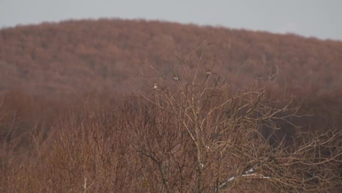 冬天一群林鸟在高大的树上