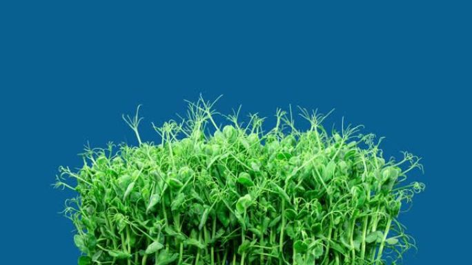 绿豌豆发芽随时间推移而移动。微绿苗健康饮食。素食。有机产品微绿在蓝色背景上延时
