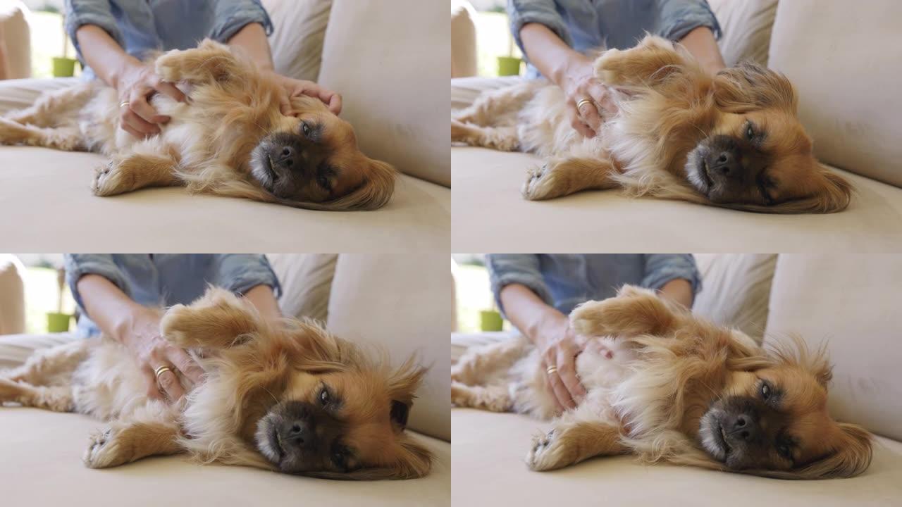 狗、沙发和手，可由主人在客厅护理、爱护或放松按摩身体。小狗宠物，躺在家里、公寓或休息室的沙发上抚摸皮
