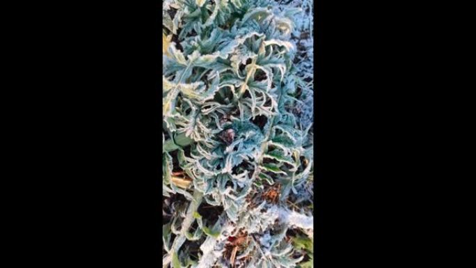 绿色洋蓟在霜冻中生长在花园里。素食主义者的健康食品。冬天