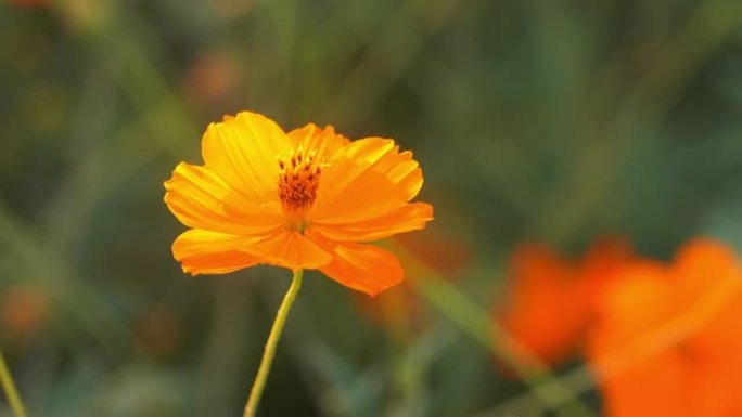 宇宙花野花黄色的花盛开绽放