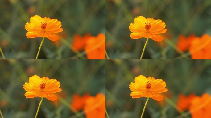 宇宙花野花黄色的花盛开绽放