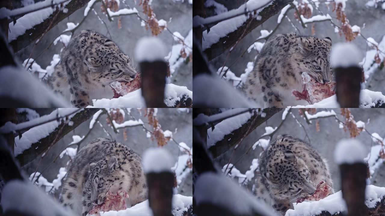 雪豹冬季吃肉一只豹子豹子捕食