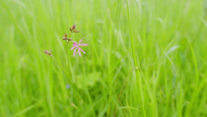 Silene flos-cuculi，通常被称为参差不齐的知更鸟。布谷鸟花，落水花-cuculi。静