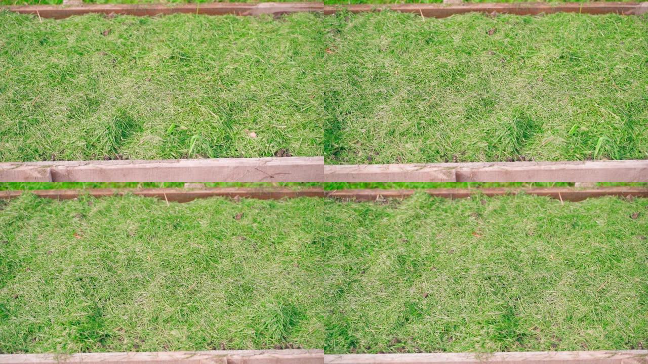 整洁，整洁的花园床覆盖着新鲜割下的绿草覆盖物。地膜覆盖技术在园林中的应用。平稳的摄像机运动