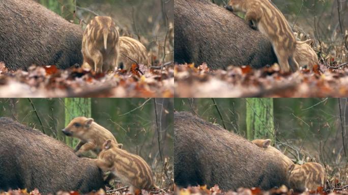 特写年轻的野猪Sus scrofa，兴奋的小猪在深木头里嬉戏。野生动物宁静的长毛动物场景。在杂食性哺