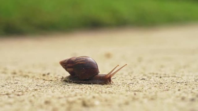 一只蜗牛过马路的宏观视频