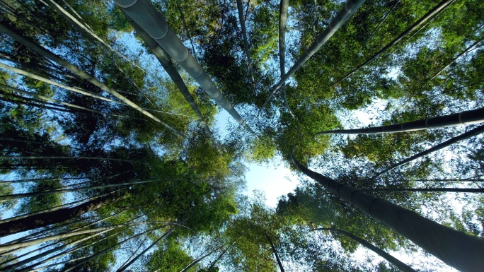 仰拍竹林竹子围成的圆形天空 阳光