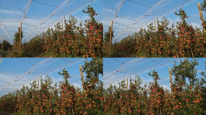 果园苹果树。收获。法国的奥克语