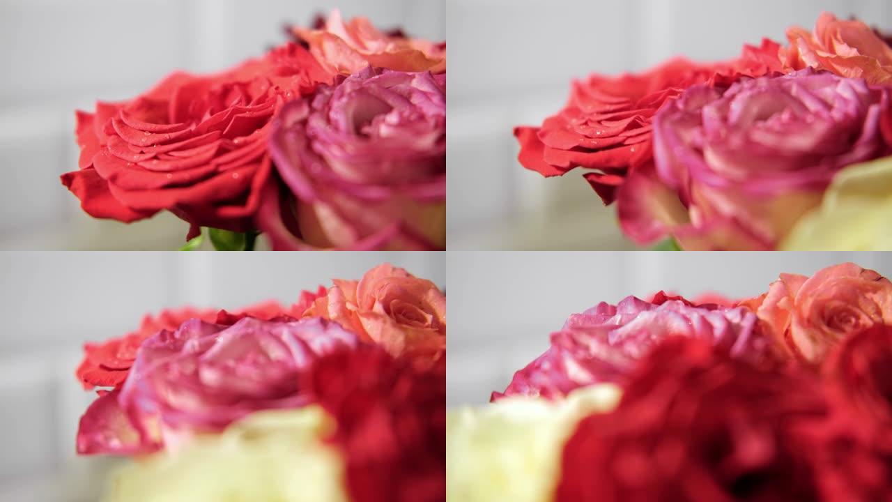 旋转的多色玫瑰花束。花在白色背景上。关闭的粉红色和红色的玫瑰花头的花朵旋转。开花的芽和花瓣旋转。选择