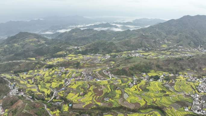 4k高清安康汉阴凤堰古梯田油菜花