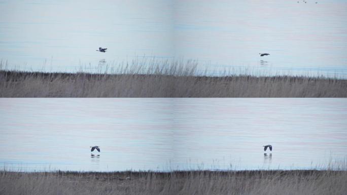 大蓝鹭在犹他州湖上慢动作飞行