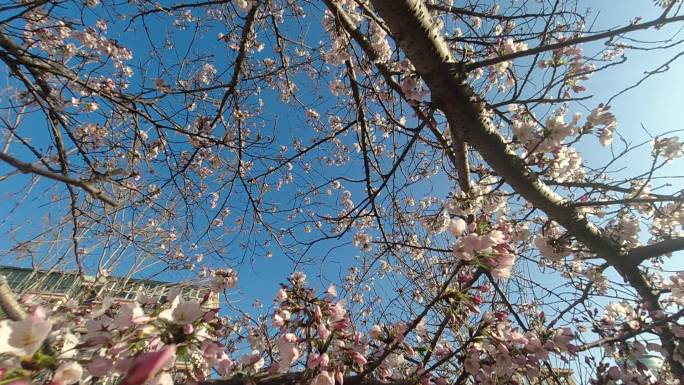 春天盛开的早樱花