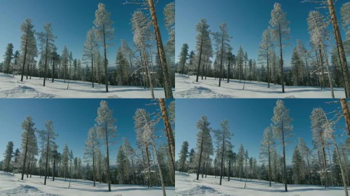 令人惊叹的电影追踪镜头从冰冻的树木的左向右拍摄