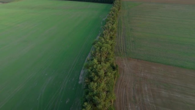 空中无人机拍摄分隔田野的树木。农村地区的树木植被。4k视频。