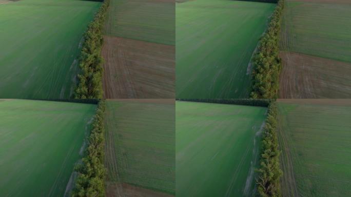 空中无人机拍摄分隔田野的树木。农村地区的树木植被。4k视频。