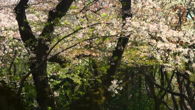 一连串的樱花花瓣春天樱花开公园大树