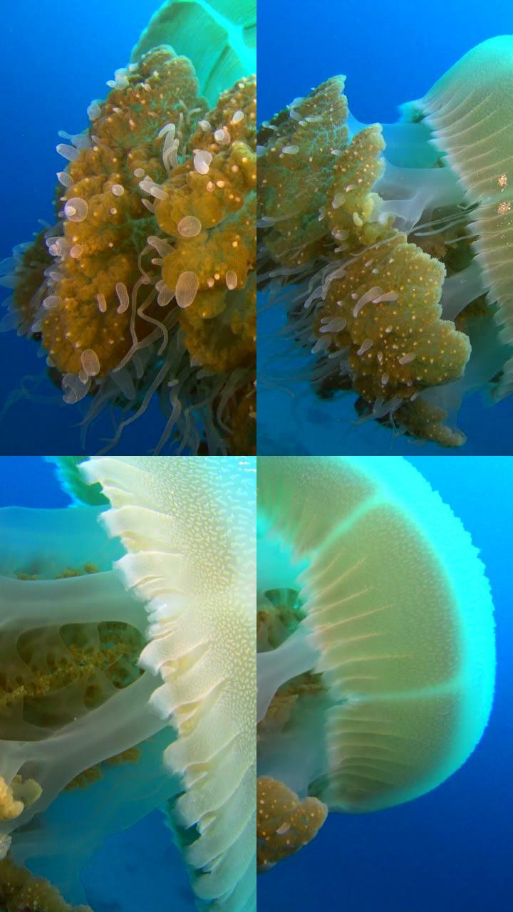 蓝水水下拍摄根茎水母的垂直视频，里面有鱼