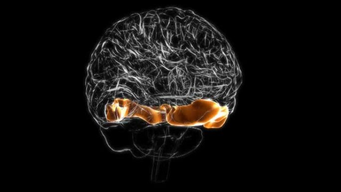 脑颞下回解剖医学概念3D动画