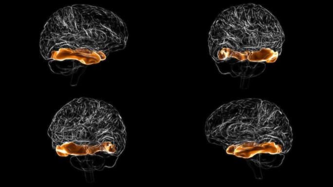 脑颞下回解剖医学概念3D动画