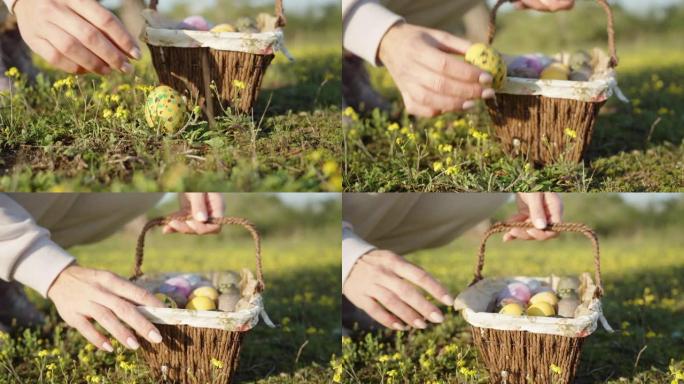 彩绘的复活节彩蛋躺在黄色花朵的空地上。女孩把它捡起来，和其他鸡蛋一起放在篮子里。特写，慢动作。