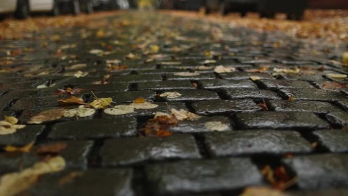 秋天下雨天后探索一条覆盖着秋叶的旧砖路