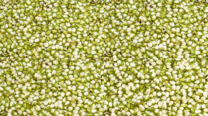 绿豆发芽，用于节食。发芽绿豆。家庭种植新鲜的微绿苗革兰氏豆科植物，用于健康的素食食品