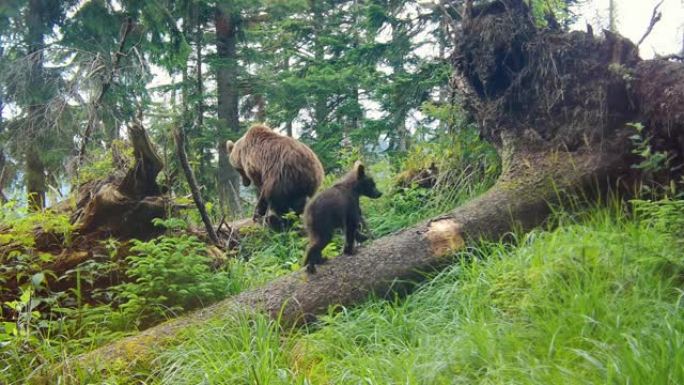 棕熊妈妈和她的幼崽带着倒下的树木穿越森林