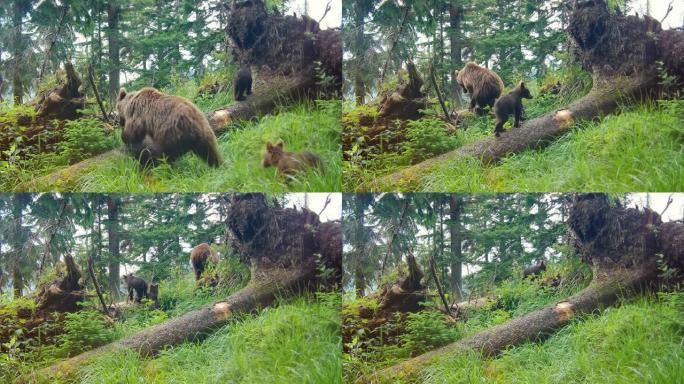 棕熊妈妈和她的幼崽带着倒下的树木穿越森林